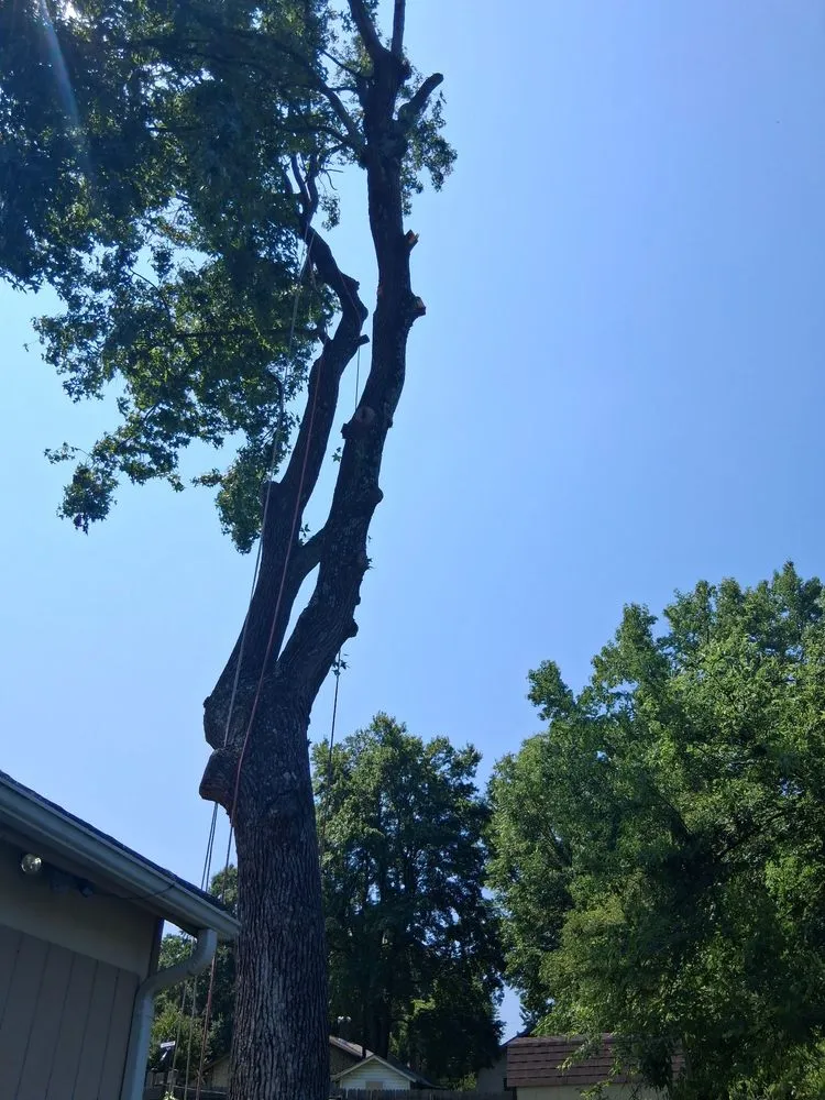 Local lawn care service in Thomasville, NC by Nobles & Sons & Lawn Care & Tree Service