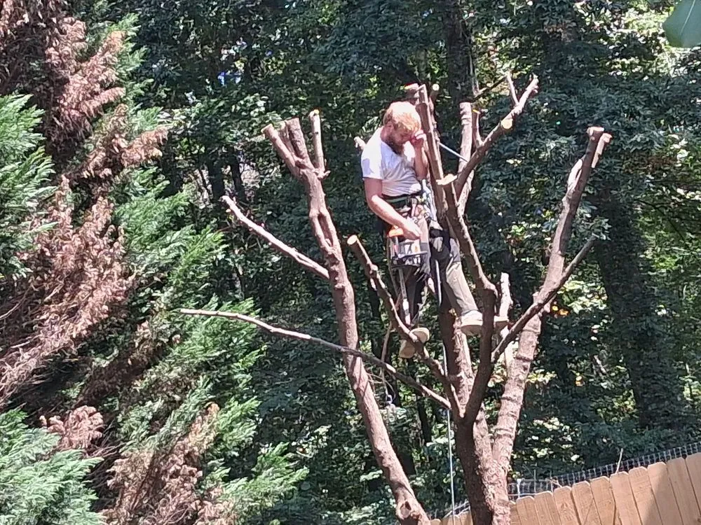 Local landscape design near you in Thomasville, NC by Nobles & Sons & Lawn Care & Tree Service