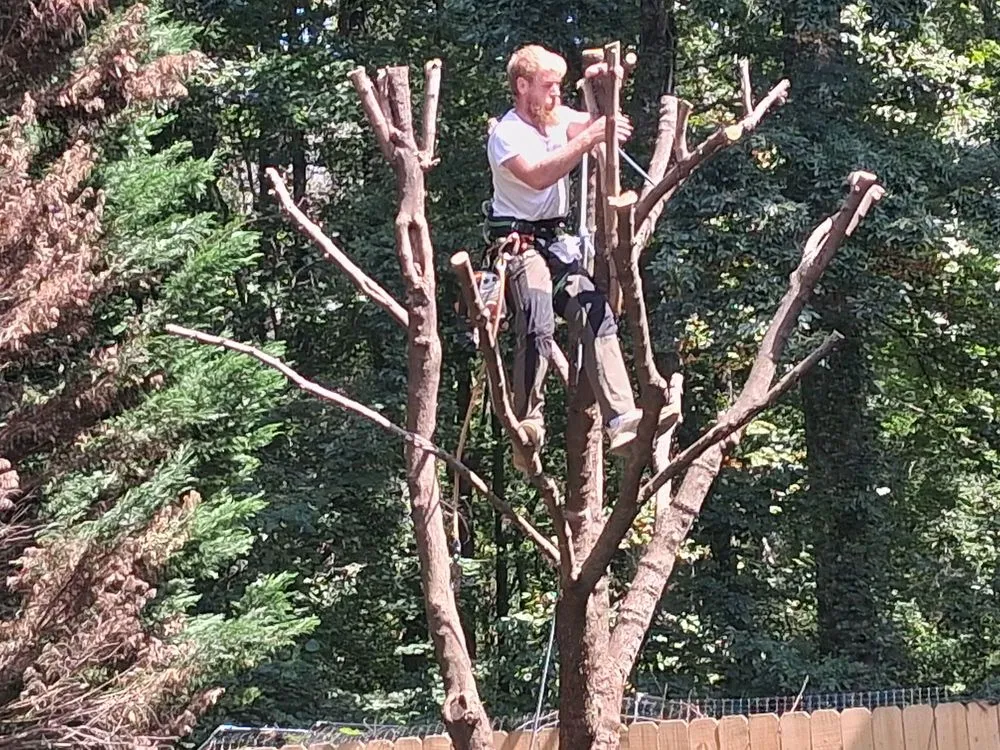 Local yard cleanup service in Thomasville, NC - Nobles & Sons & Lawn Care & Tree Service