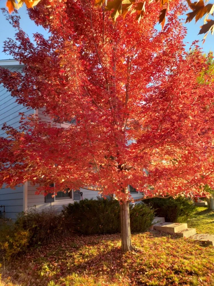 Expert garden landscaping in Windsor, CO - NoCo Landscapes and Irrigation