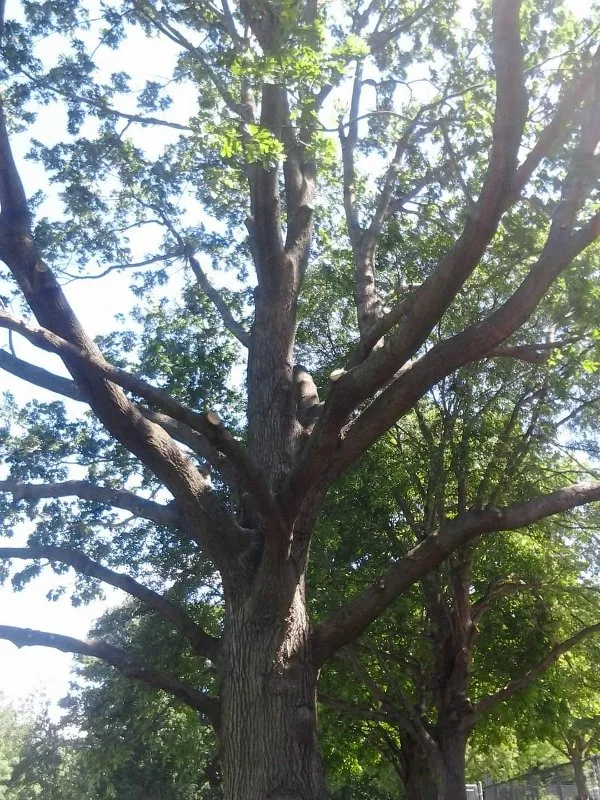 Expert yard cleanup service in Wheaton-Glenmont, MD - Noel Services