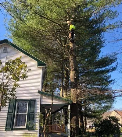 Professional landscaping services experts serving Wheaton-Glenmont, MD - Noel Services