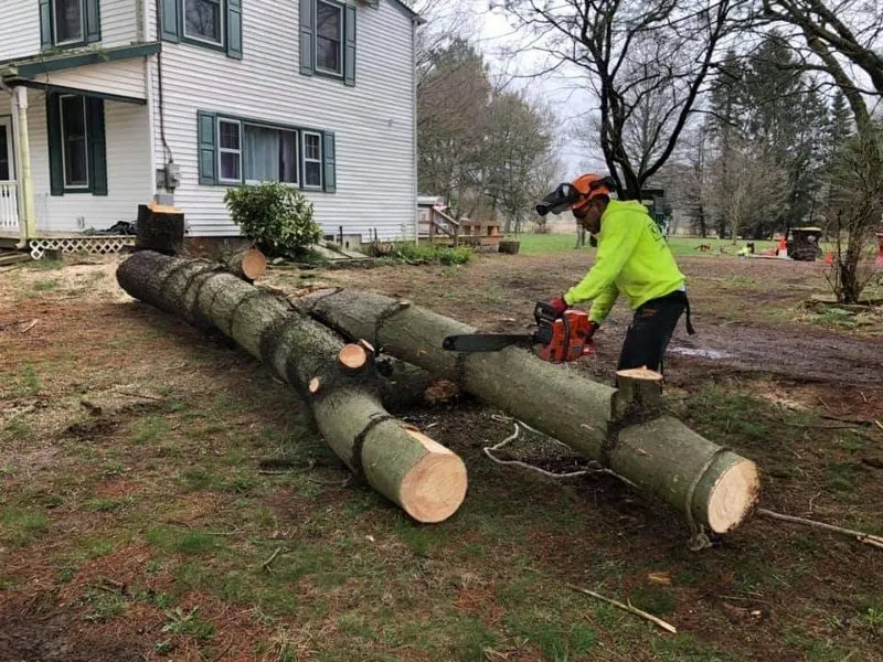 Expert yard maintenance with custom design in Wheaton-Glenmont, MD by Noel Services