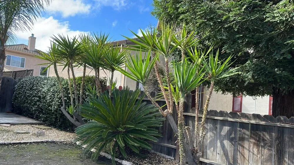 Custom residential landscaping for year-round maintenance in Tracy, CA by Noe's Gardening Services