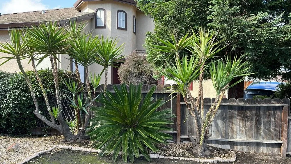 Affordable lawn mowing service with custom design in Tracy, CA by Noe's Gardening Services