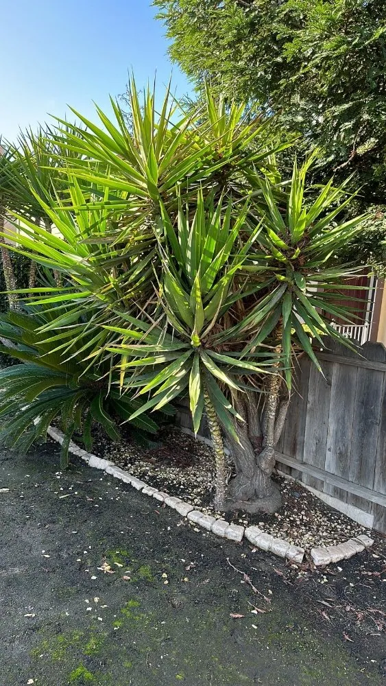 Top-rated garden landscaping experts serving Tracy, CA - Noe's Gardening Services