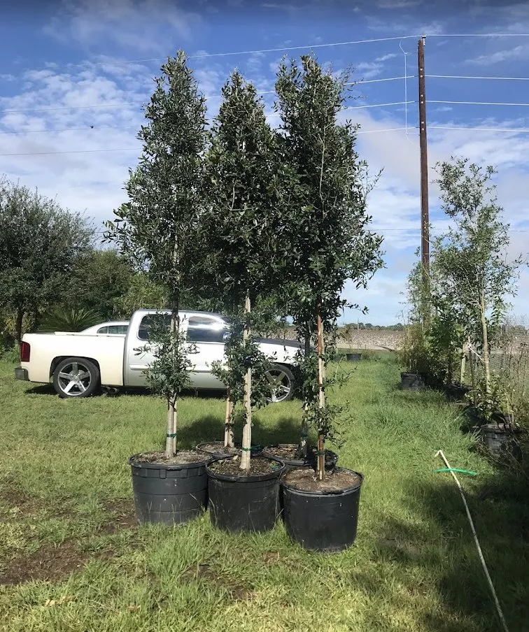 Expert outdoor landscaping near you in Rosenberg, TX by Noe's Lawn Care