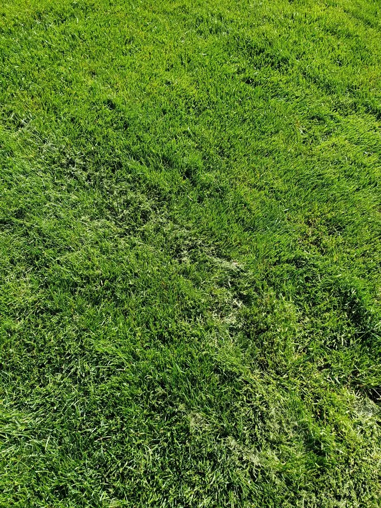 Affordable landscape installation for homes in New Lenox, IL by Nogas Landscaping