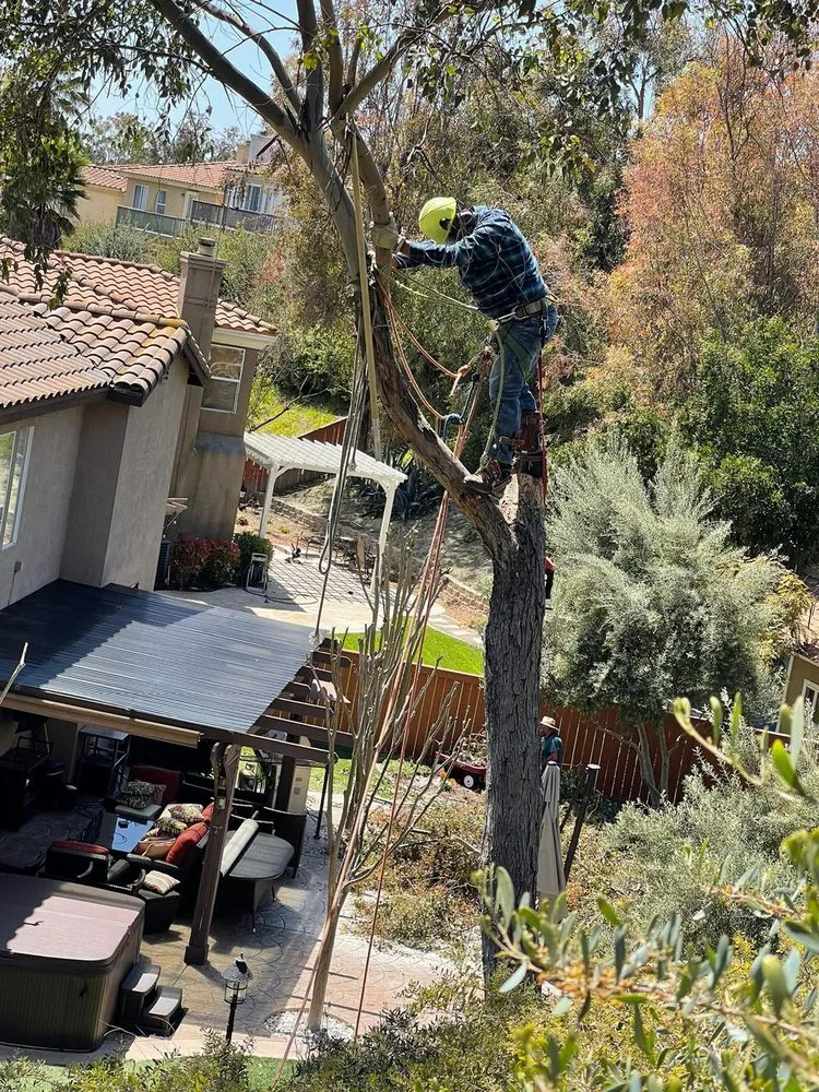 Affordable lawn care service in Chula Vista, CA - Noguera's Landscaping