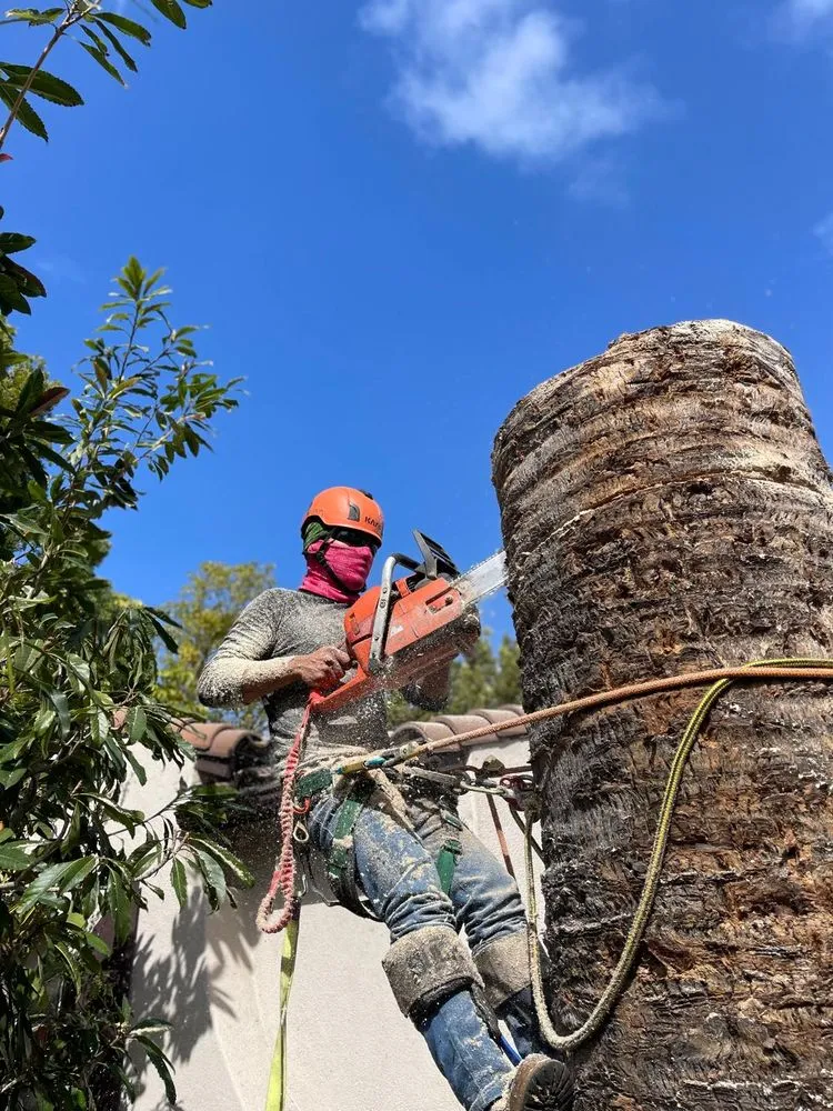 Reliable landscape installation experts serving Chula Vista, CA - Noguera's Landscaping