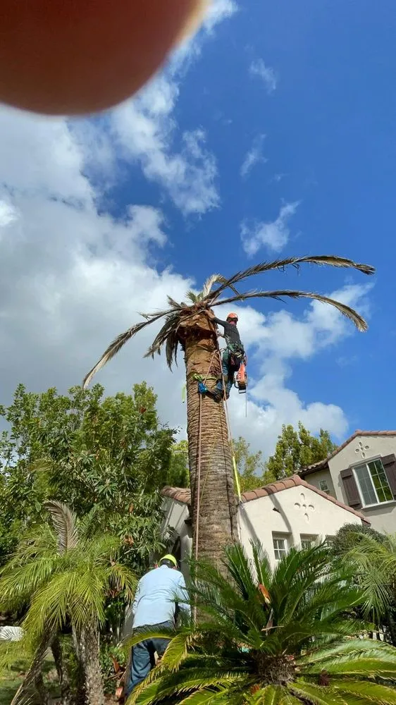 Expert landscaping services experts serving Chula Vista, CA - Noguera's Landscaping