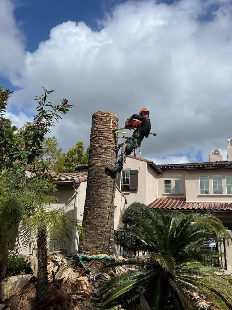 Professional garden landscaping near you across Chula Vista, CA - Noguera's Landscaping