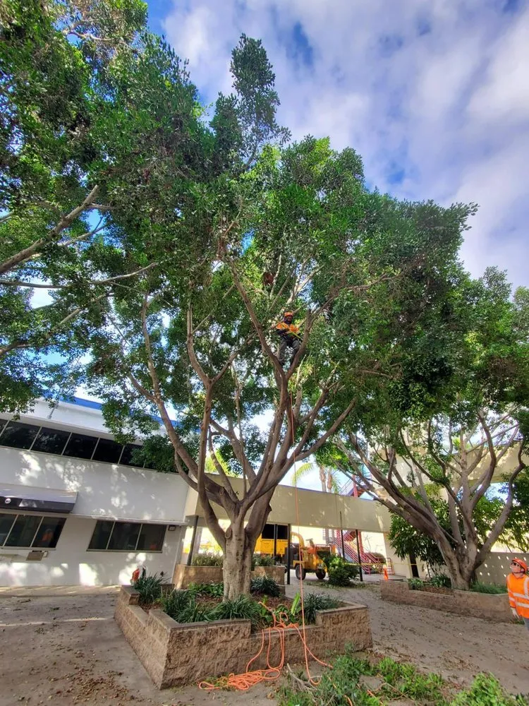 Professional residential landscaping with custom design across Chula Vista, CA - Noguera's Landscaping