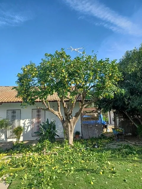 Trusted landscaping services for outdoor upgrades across Winton, CA - Nolasco Landscaping & Tree Services