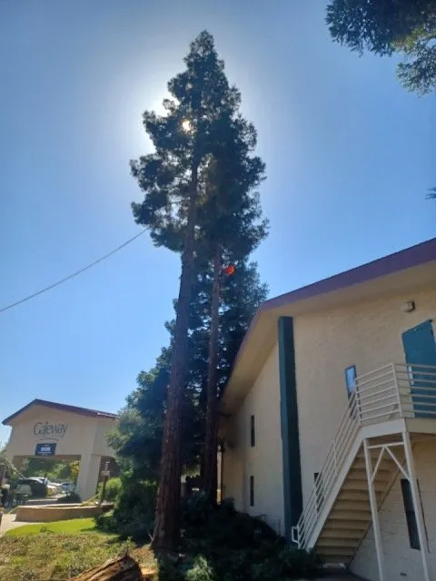 Professional yard maintenance for beautiful yards in Winton, CA by Nolasco Landscaping & Tree Services