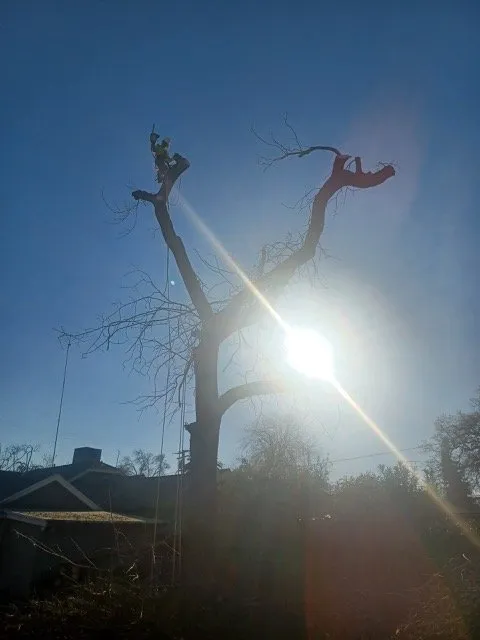 Top-rated garden landscaping for year-round maintenance in Winton, CA by Nolasco Landscaping & Tree Services