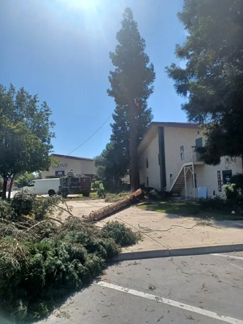 Reliable yard maintenance in Winton, CA by Nolasco Landscaping & Tree Services