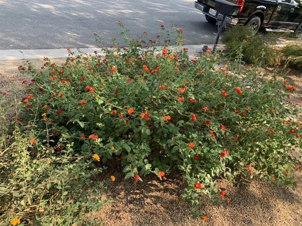 Top-rated landscape design for outdoor upgrades in Riverside, CA by Nolasco Landscaping