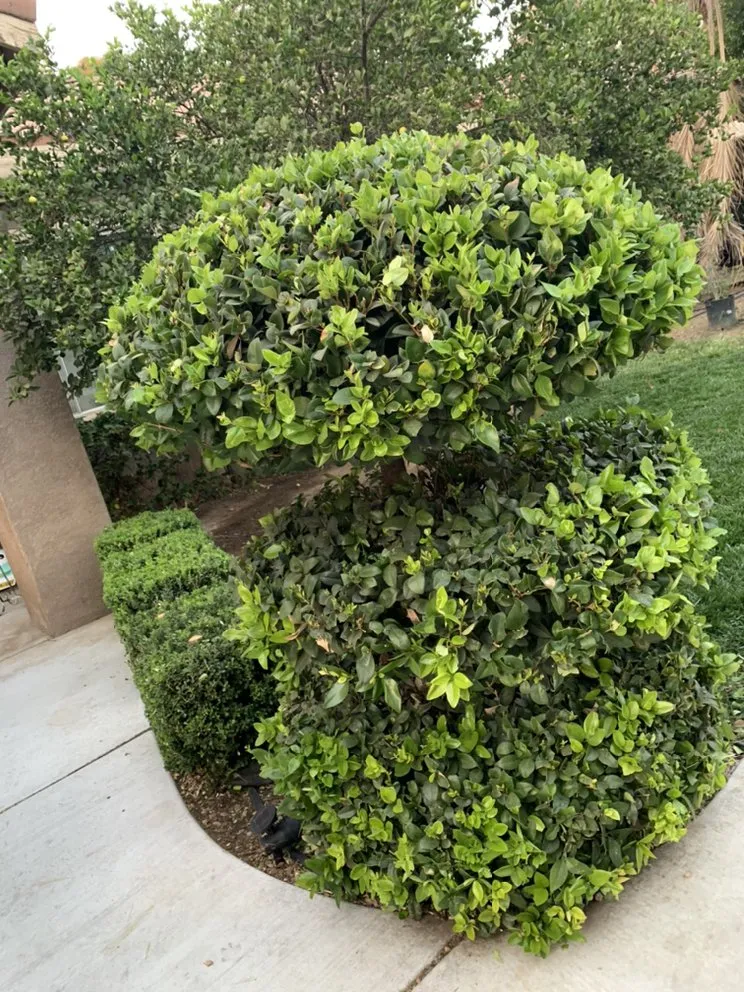 Top-rated lawn care service in Riverside, CA by Nolasco Landscaping