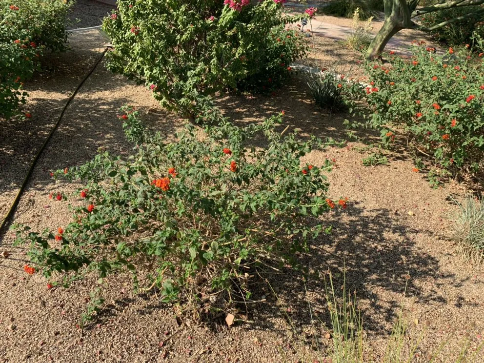 Reliable lawn mowing service in Riverside, CA by Nolasco Landscaping