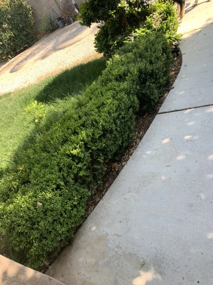 Trusted landscaping services experts serving Riverside, CA - Nolasco Landscaping
