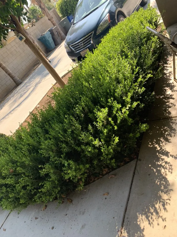 Expert yard maintenance for outdoor upgrades in Riverside, CA by Nolasco Landscaping