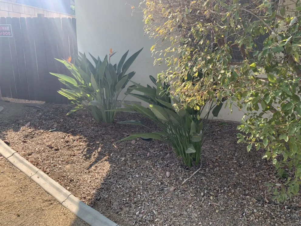 Custom landscape design in Riverside, CA - Nolasco Landscaping