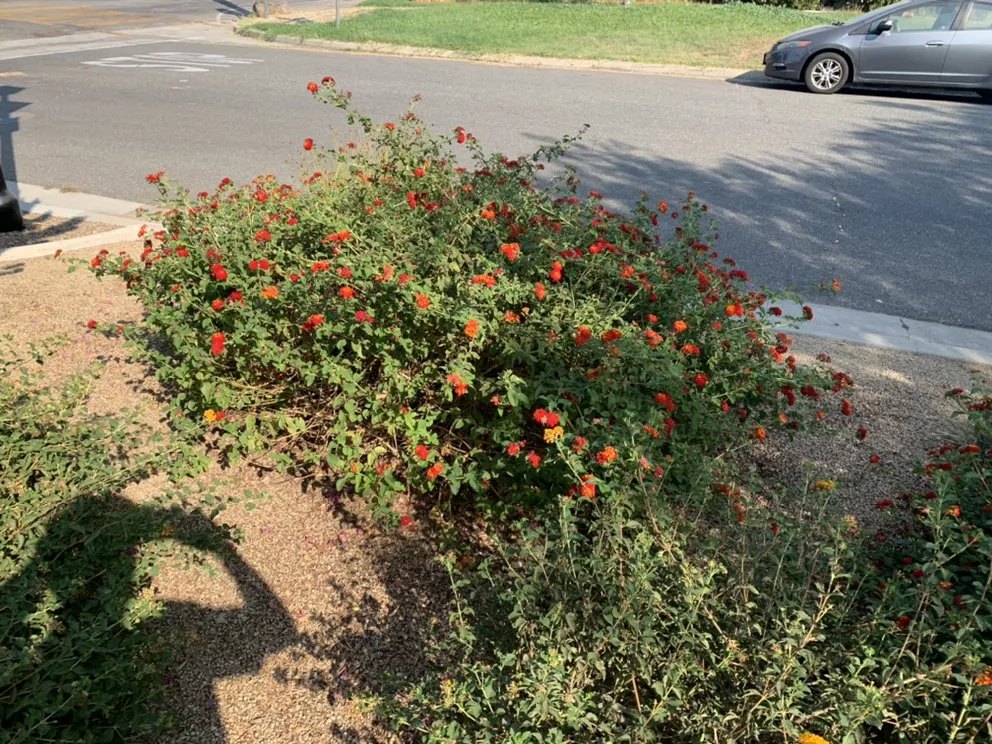 Expert landscape design experts serving Riverside, CA - Nolasco Landscaping