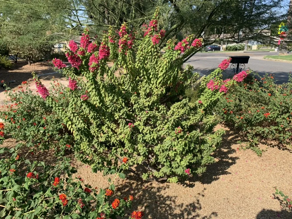 Local outdoor landscaping in Riverside, CA by Nolasco Landscaping