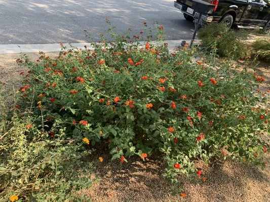 Nolasco Landscaping Logo