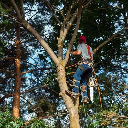 Reliable lawn mowing service in Lynn, MA - Nolasco Masonry and Landscaping Service