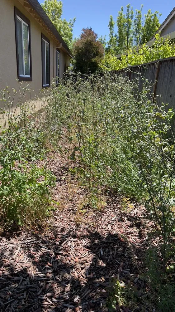 Reliable lawn mowing service experts serving Hercules, CA - Noma Land Designs