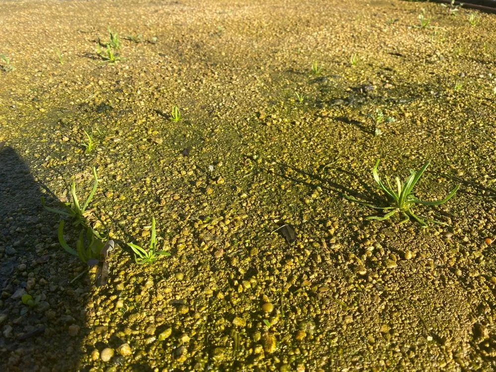 Local landscaping services for homes across Hercules, CA - Noma Land Designs