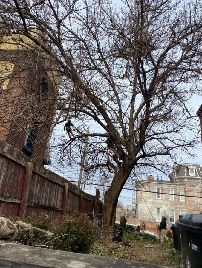 Affordable landscape design experts serving Louisville, KY - Nomadic Tree Care