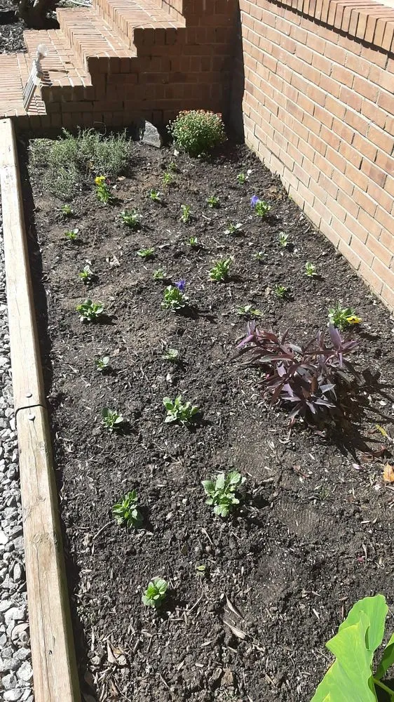 Local yard cleanup service in High Point, NC by Nooe Lawn Care