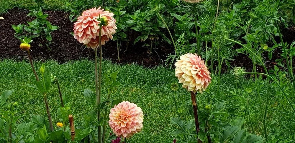 Expert yard maintenance experts serving Eliot, ME - Nooney Jacquelyn Landscape