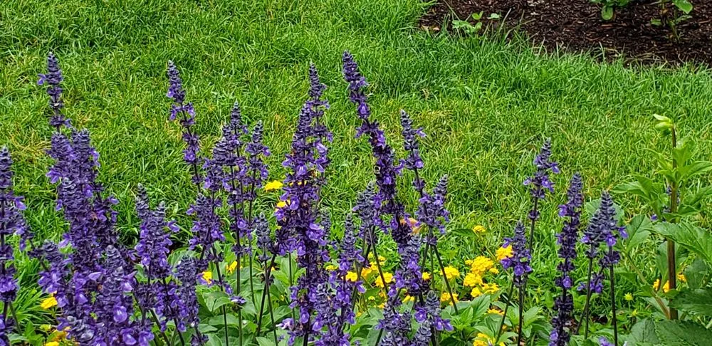 Trusted yard cleanup service for beautiful yards across Eliot, ME - Nooney Jacquelyn Landscape