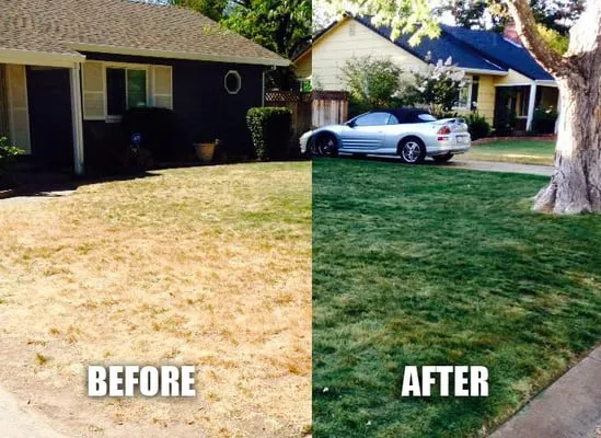 Norcal Lawn Colorant Logo