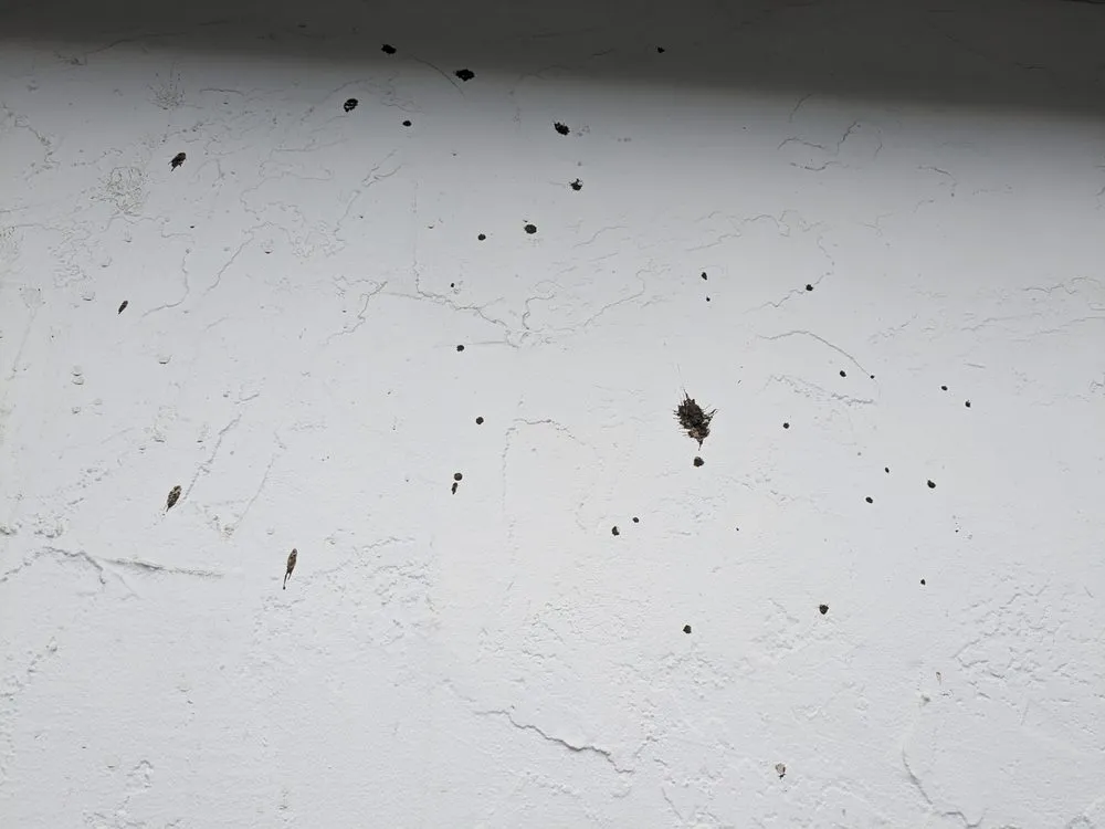 Top-rated yard maintenance near you across San Jose, CA - NorCal Masonry