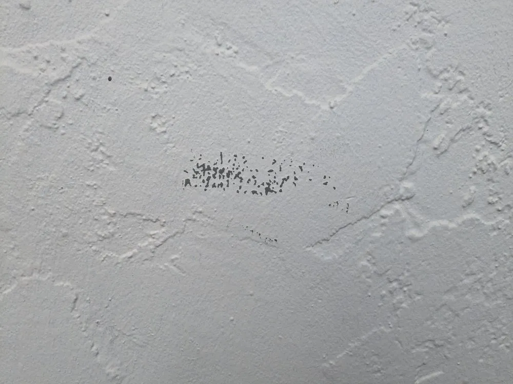 Expert yard cleanup service for year-round maintenance across San Jose, CA - NorCal Masonry