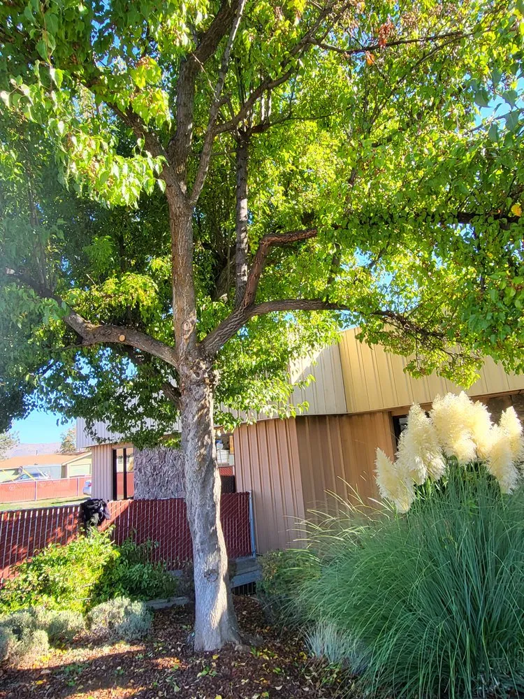 Local outdoor landscaping in Montague, CA by NorCal Yard Pro