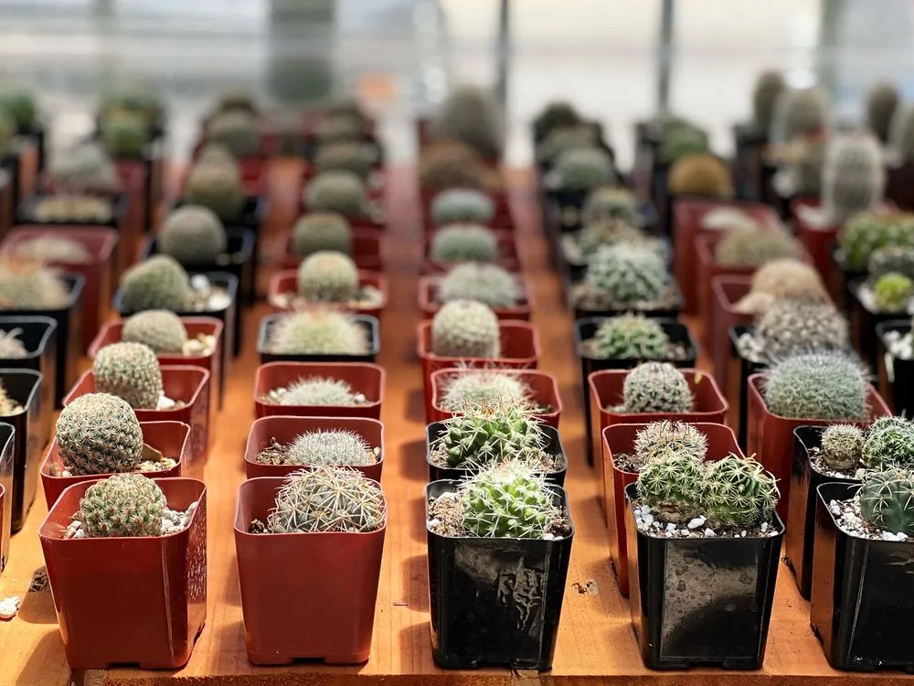 Professional landscape installation experts serving Claremont, CA - Norens Nursery