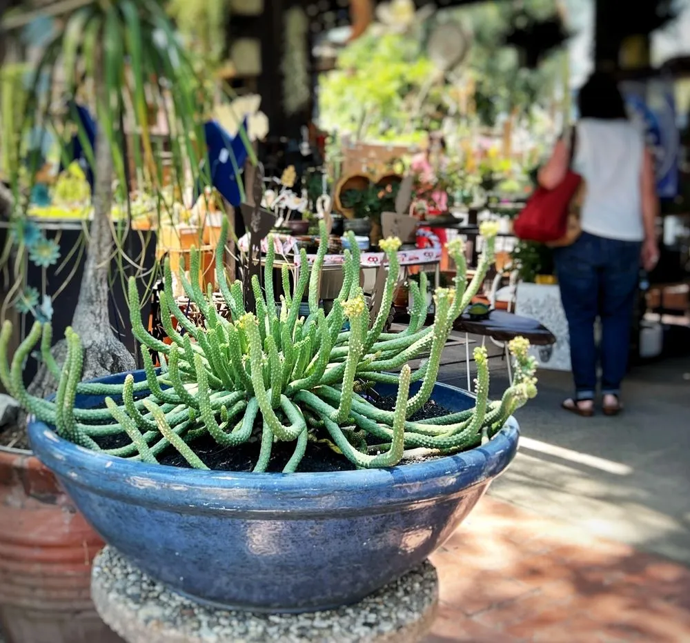 Reliable landscape design in Claremont, CA by Norens Nursery