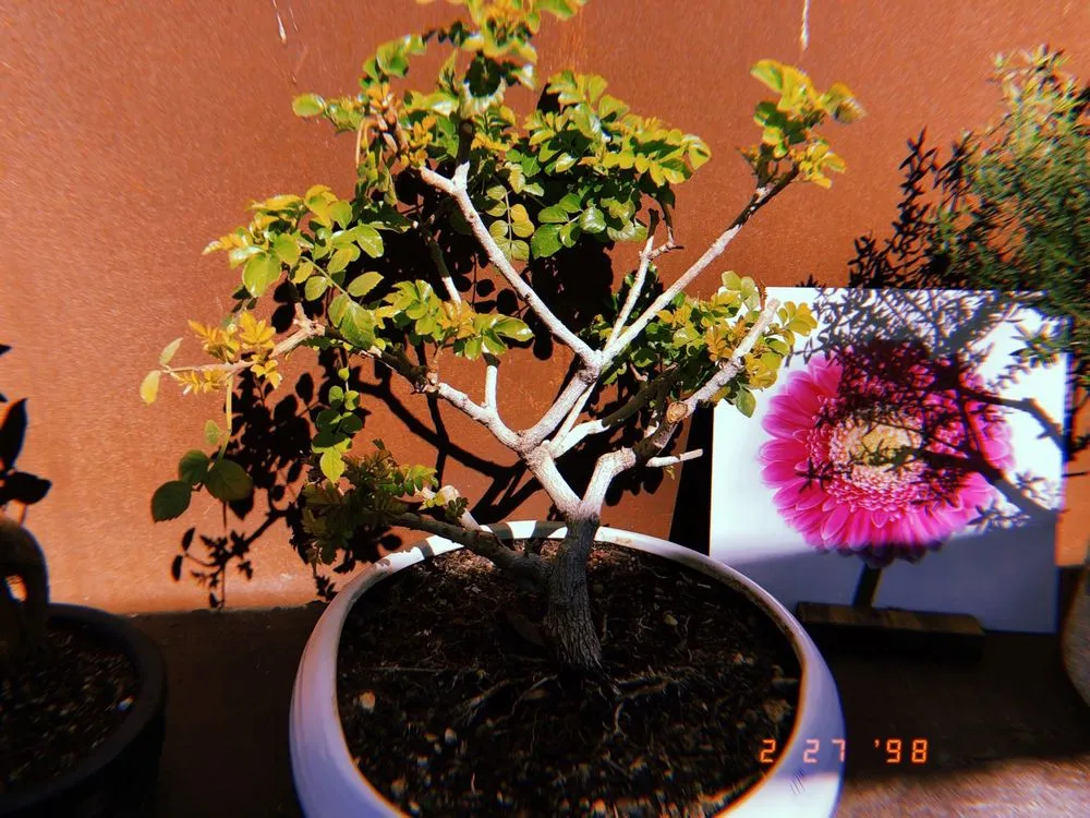 Custom yard cleanup service in Claremont, CA by Norens Nursery