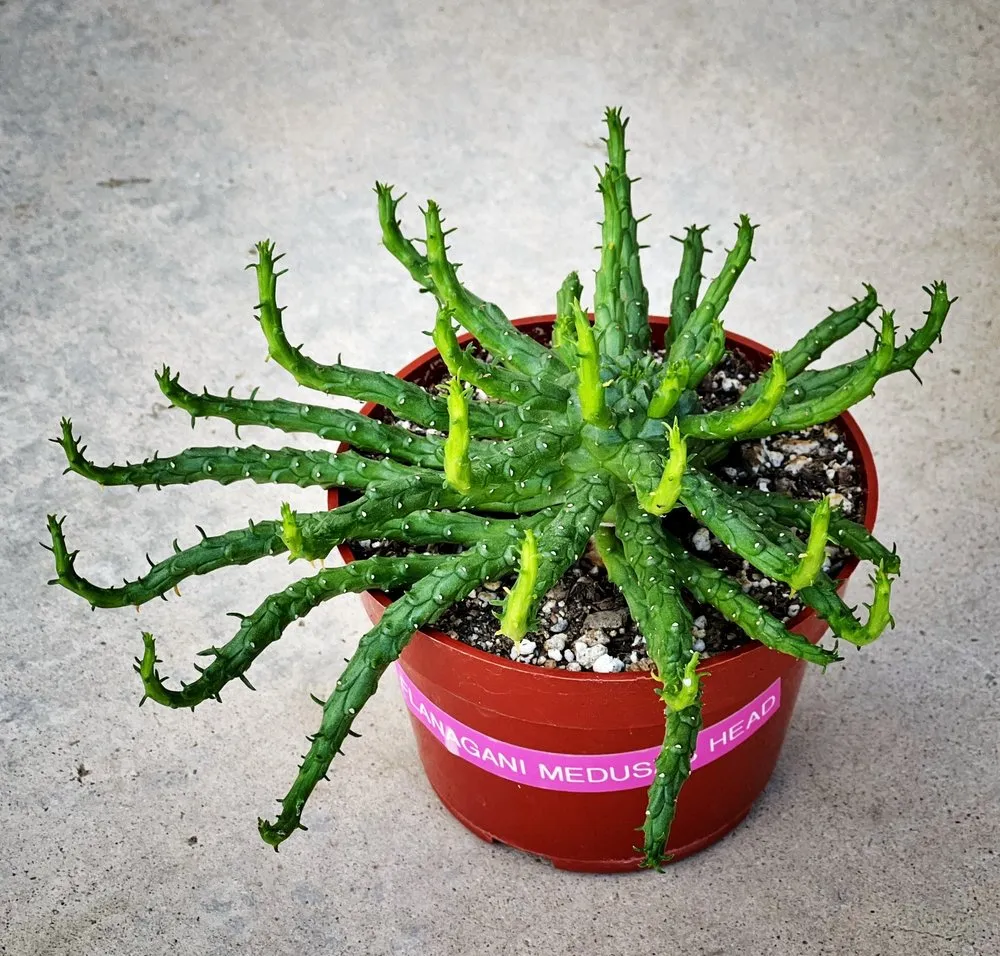 Reliable residential landscaping in Claremont, CA by Norens Nursery