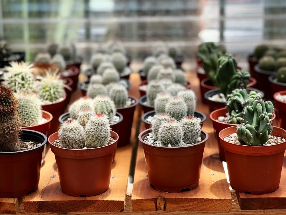 Expert lawn care service in Claremont, CA by Norens Nursery