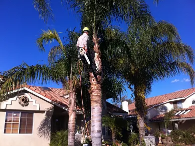 Trusted lawn mowing service in Riverside, CA - Noriega and Sons Tree Service