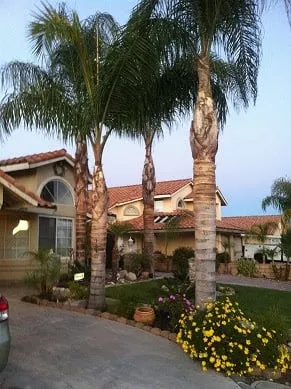 Professional yard cleanup service for beautiful yards across Riverside, CA - Noriega and Sons Tree Service