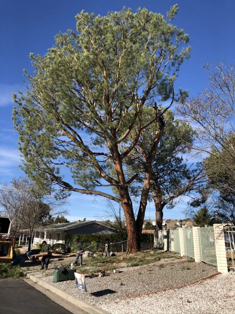 Reliable residential landscaping in Riverside, CA by Noriega and Sons Tree Service