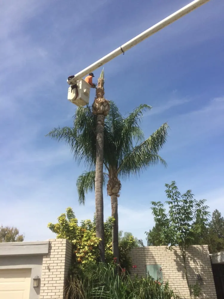 Expert landscape design in Riverside, CA by Noriega and Sons Tree Service